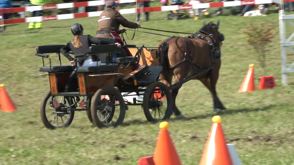 Vorschaubild für Springkonkurrenz – Jump and Drive