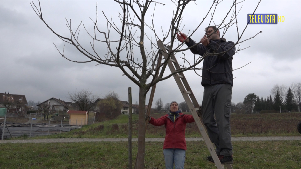 Vorschaubild für Naturschutzverein – Baumpflege